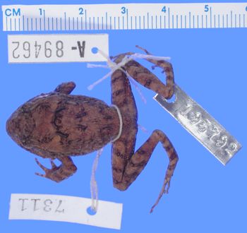 Media type: image; Herpetology A-89462